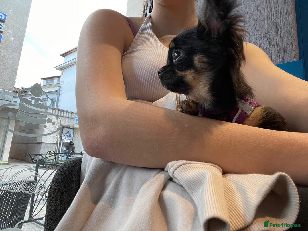Chihuahua dogs for sale: Stunning, playful black and tan girl - Image 1