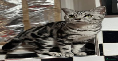British Shorthair cats - Advert 4