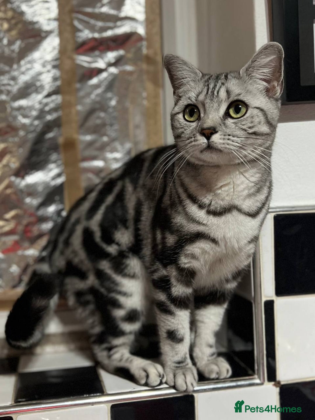 British Shorthair cats for sale: British short hair  black silver tabby girl - Image 2