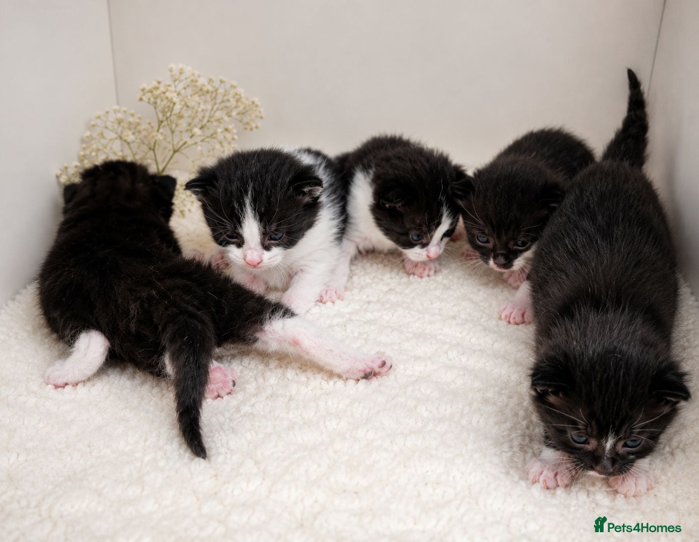 Domestic Shorthair cats Gorgeous Fluffy Black & White Kittens - Advert 18
