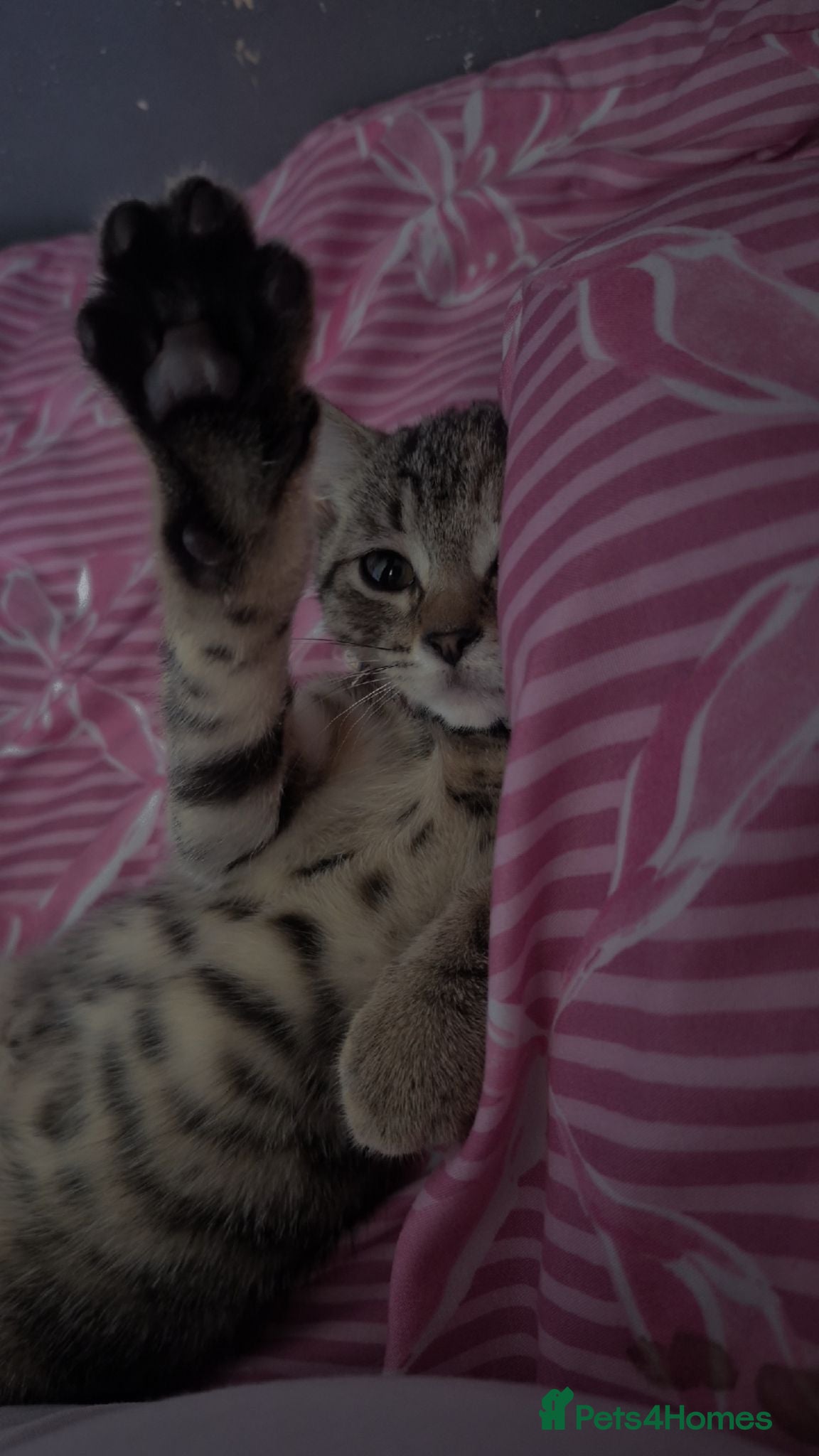 Bengal cats Miss Quinni and princess - Advert 1