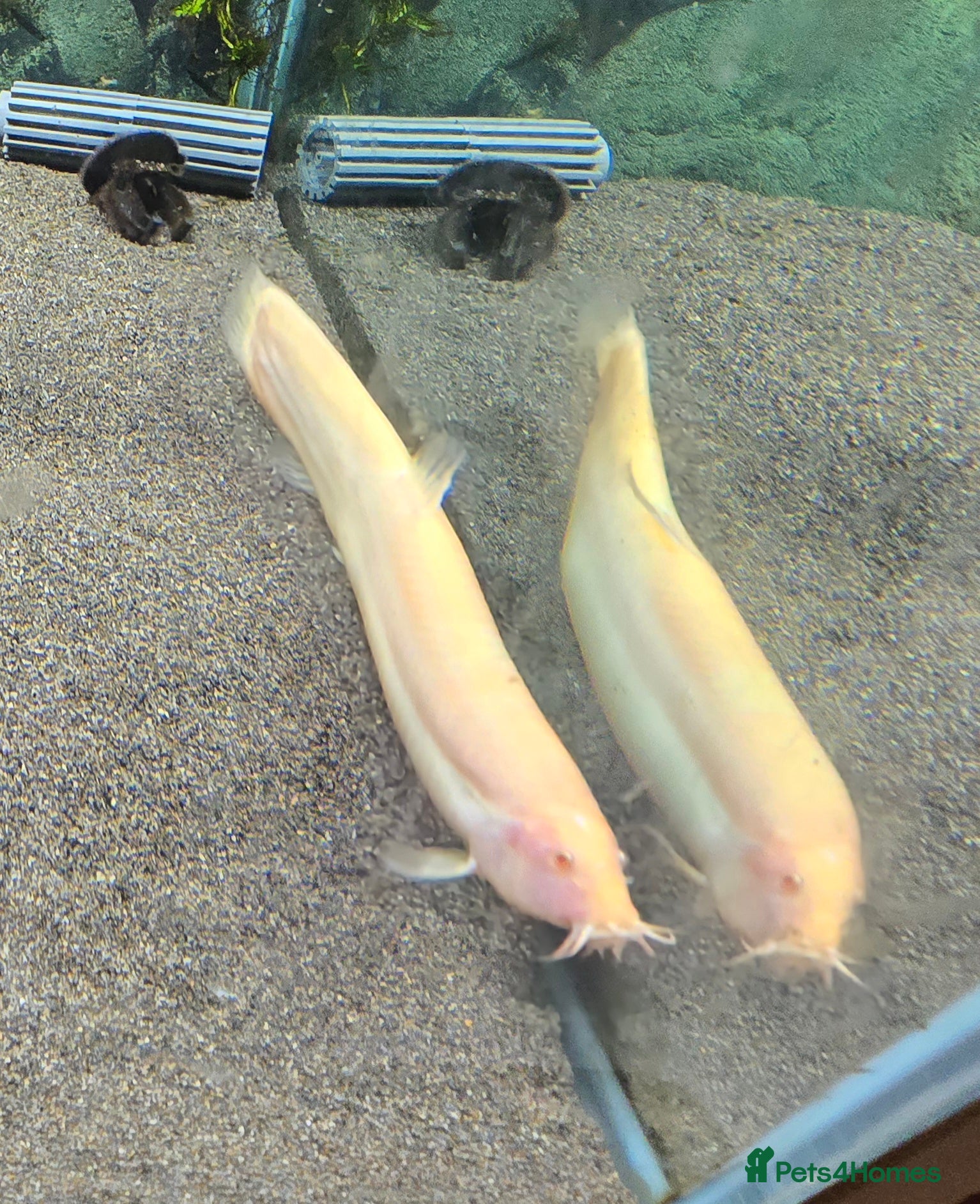 Loaches fish 2 Albino Weather Loaches - Advert 2