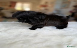 Shih Tzu dogs for sale: AMERICAN IMPERIAL SHIH TZU PUPPIES - Image 9