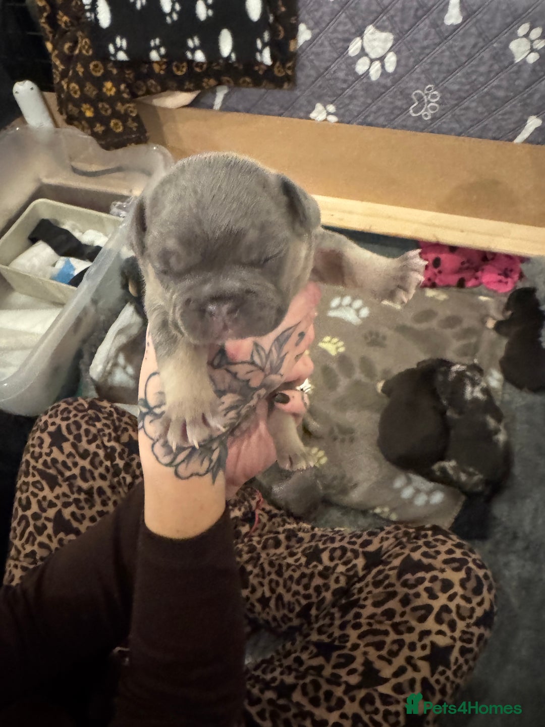 French Bulldog dogs for sale: French bulldog puppies for sale  - Advert 6