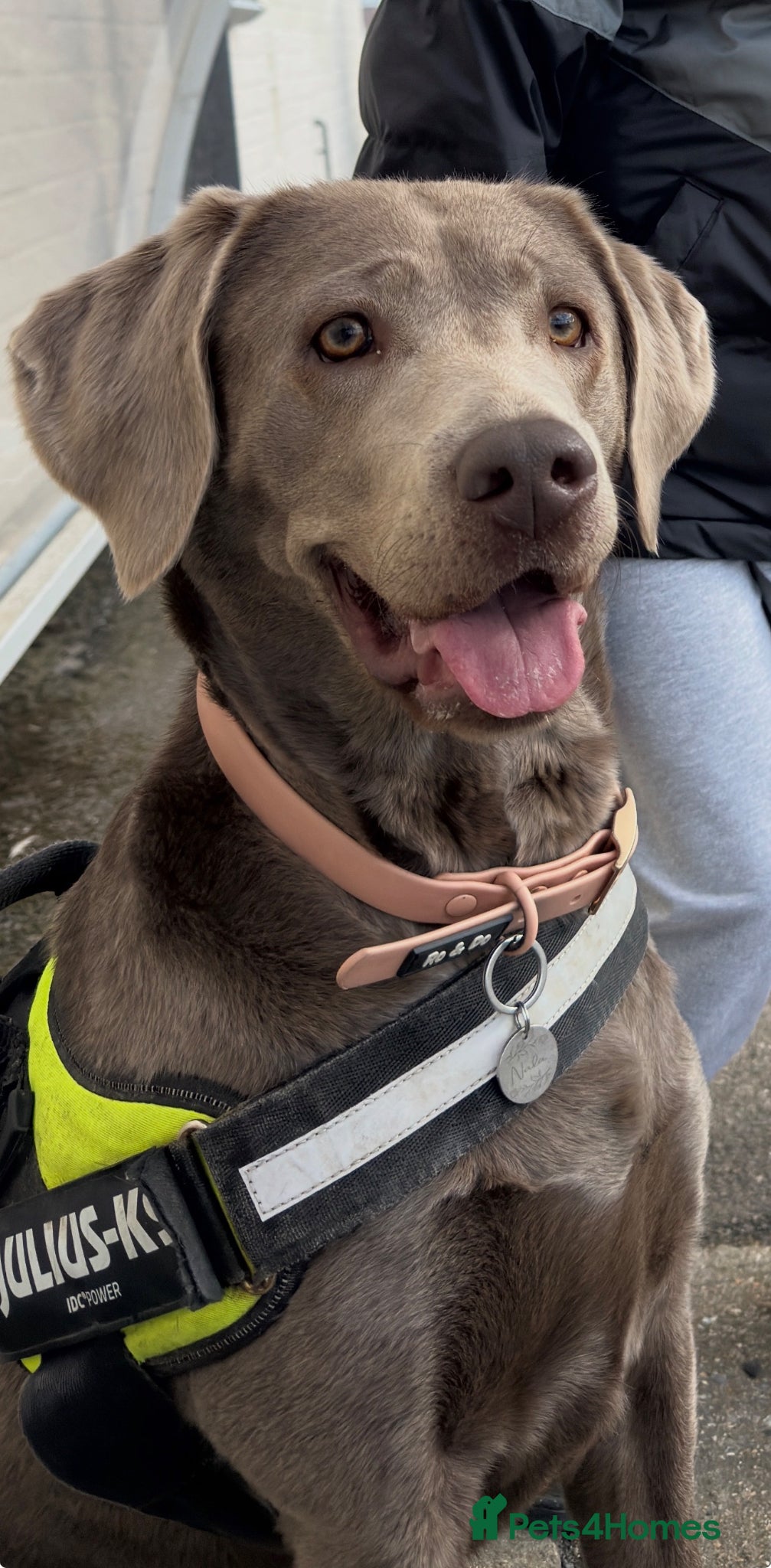 Labrador Retriever dogs Beautiful silver Labrador puppies due this month - Advert 3
