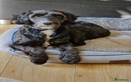 Cockapoo dogs for stud: PROVEN F1 Cockapoo STUD in Canterbury - Image 13