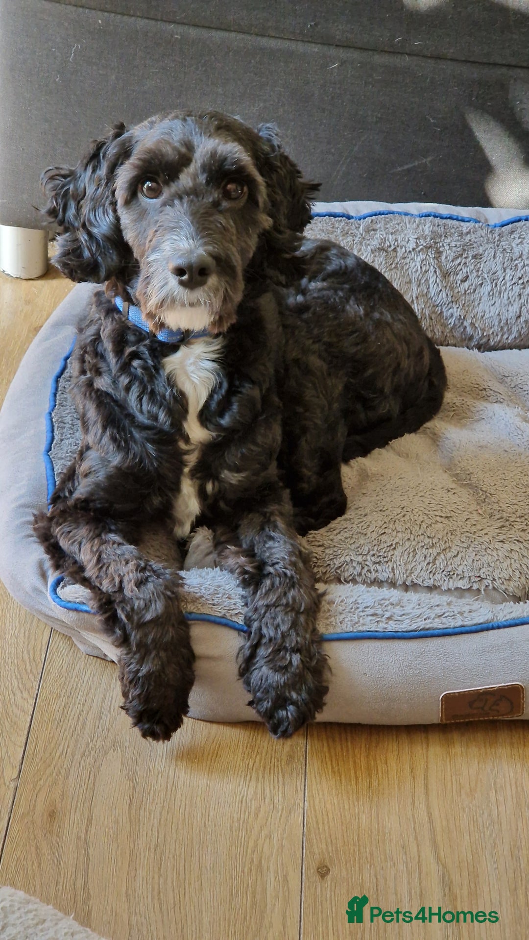 Cockapoo dogs for stud: PROVEN F1 Cockapoo STUD in Canterbury - Image 13