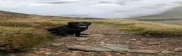 Labrador Retriever dogs for sale: 3 year old non KC lab - Advert 4