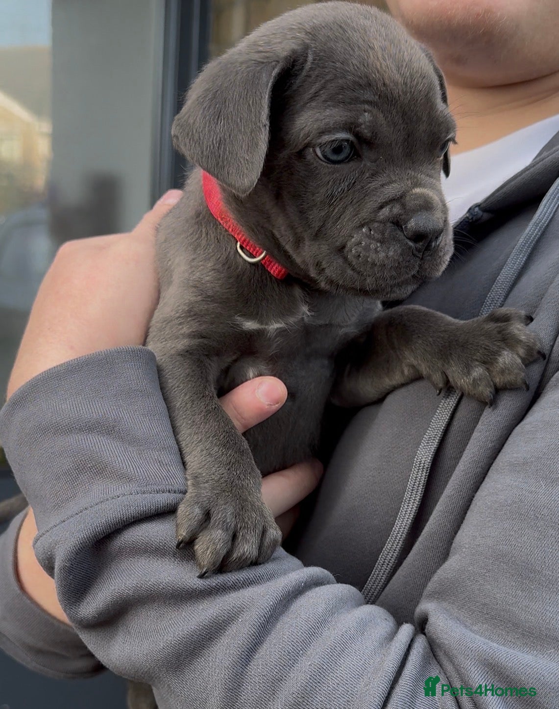 Cane Corso dogs ICF/ICCF Champion 6th GENERATION Cane Corso pups - Advert 5