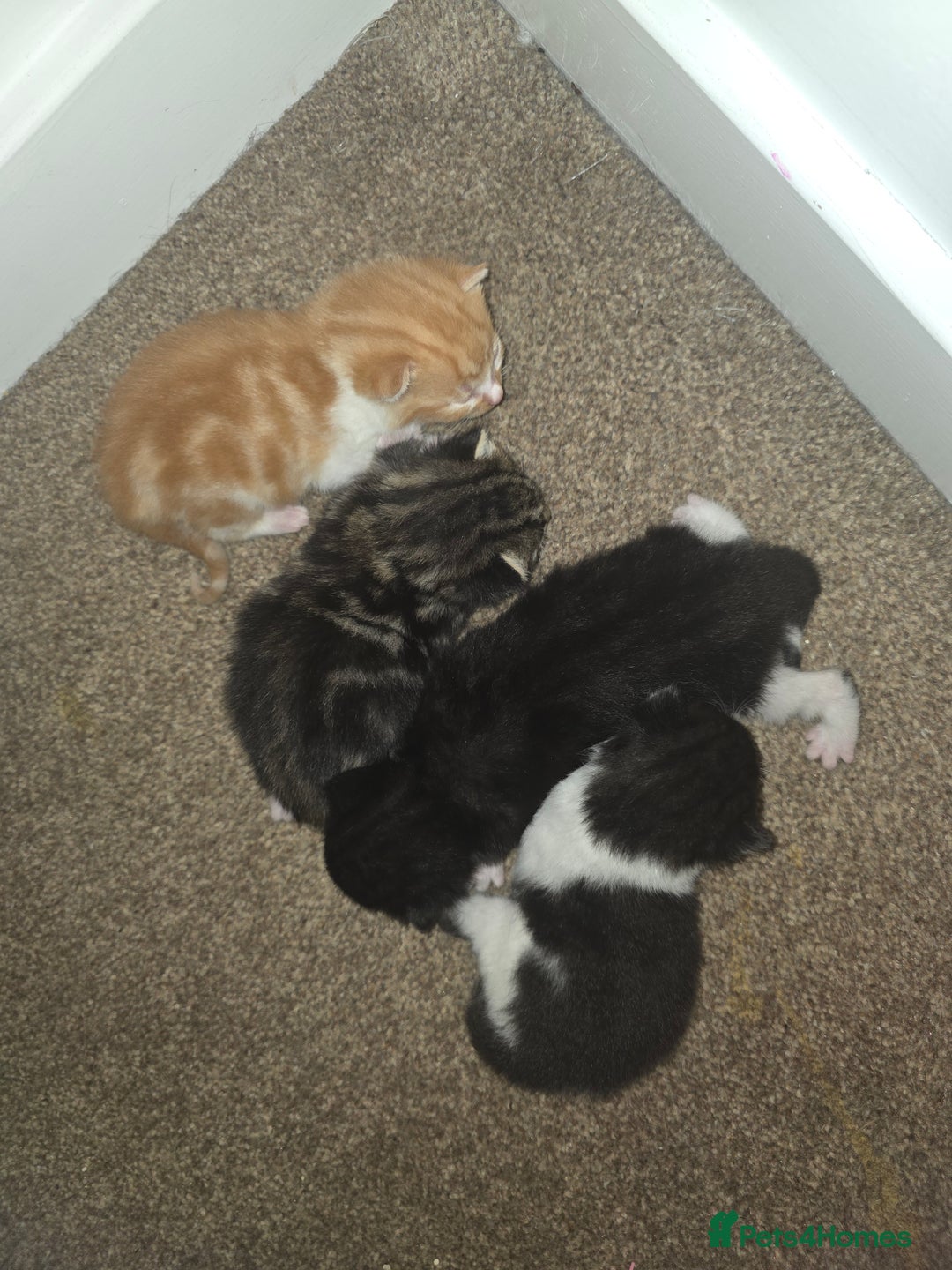 Domestic Shorthair cats for sale: Kittens for sale. - Advert 4