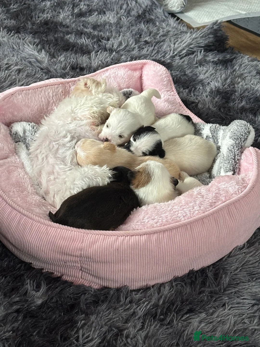 Mixed Breed dogs for sale: Maltijack - Advert 3