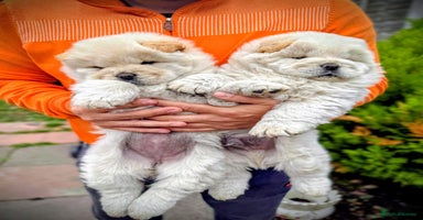 Chow Chow dogs - Advert 1
