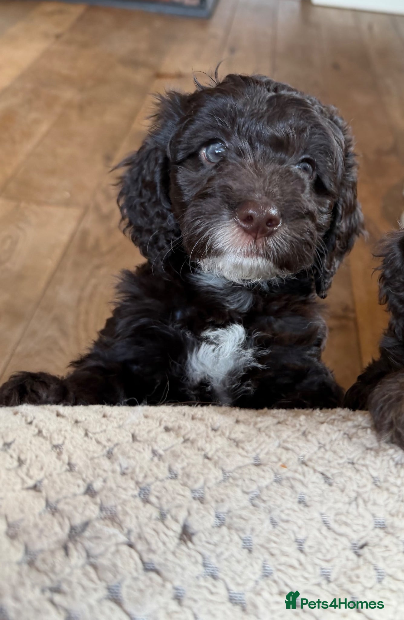 Cockapoo dogs F1 Cockapoo Puppies - ONE BOY LEFT - Advert 3