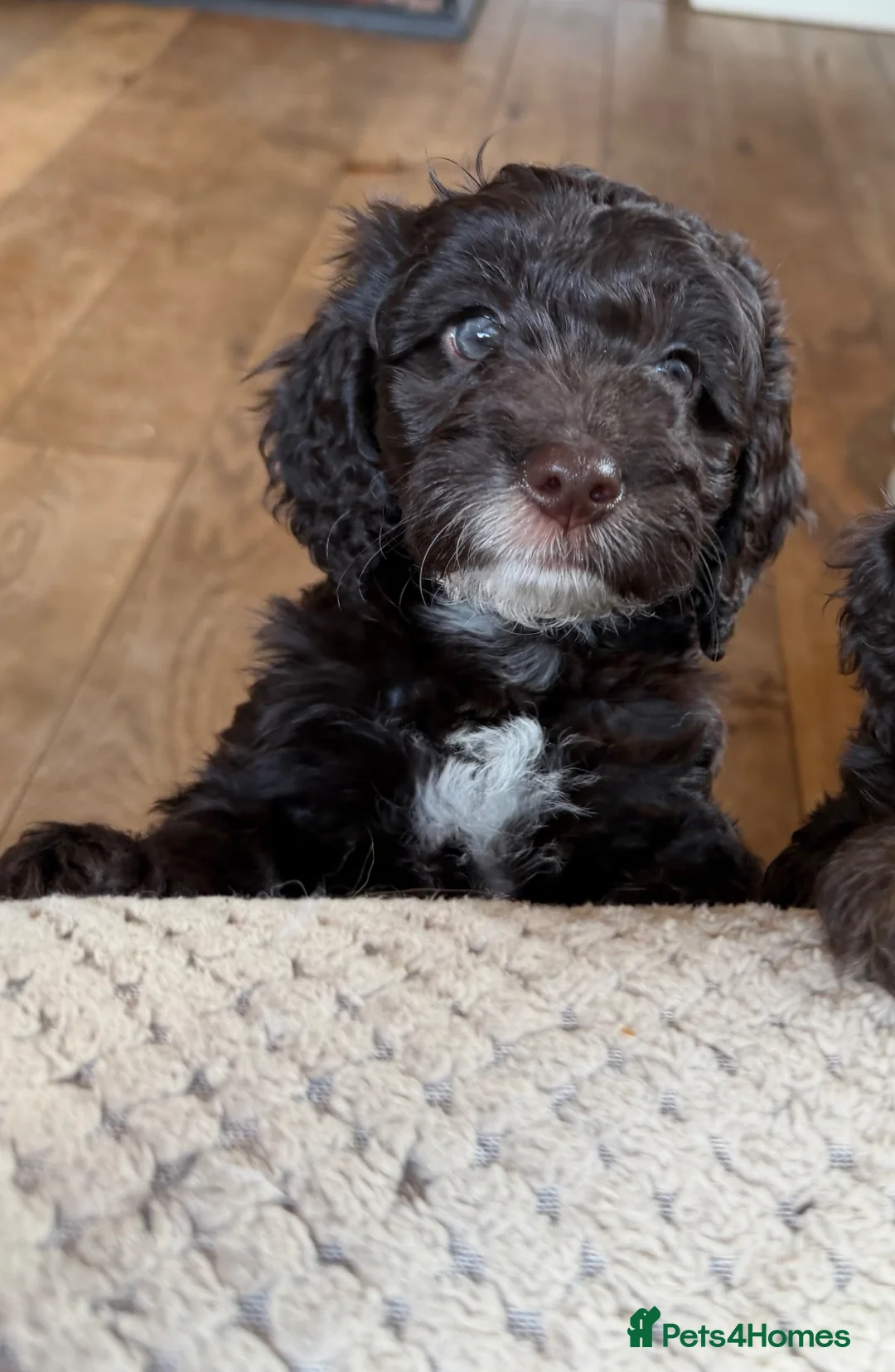 Cockapoo dogs for sale: F1 Cockapoo Puppies - ONE BOY LEFT - Advert 1