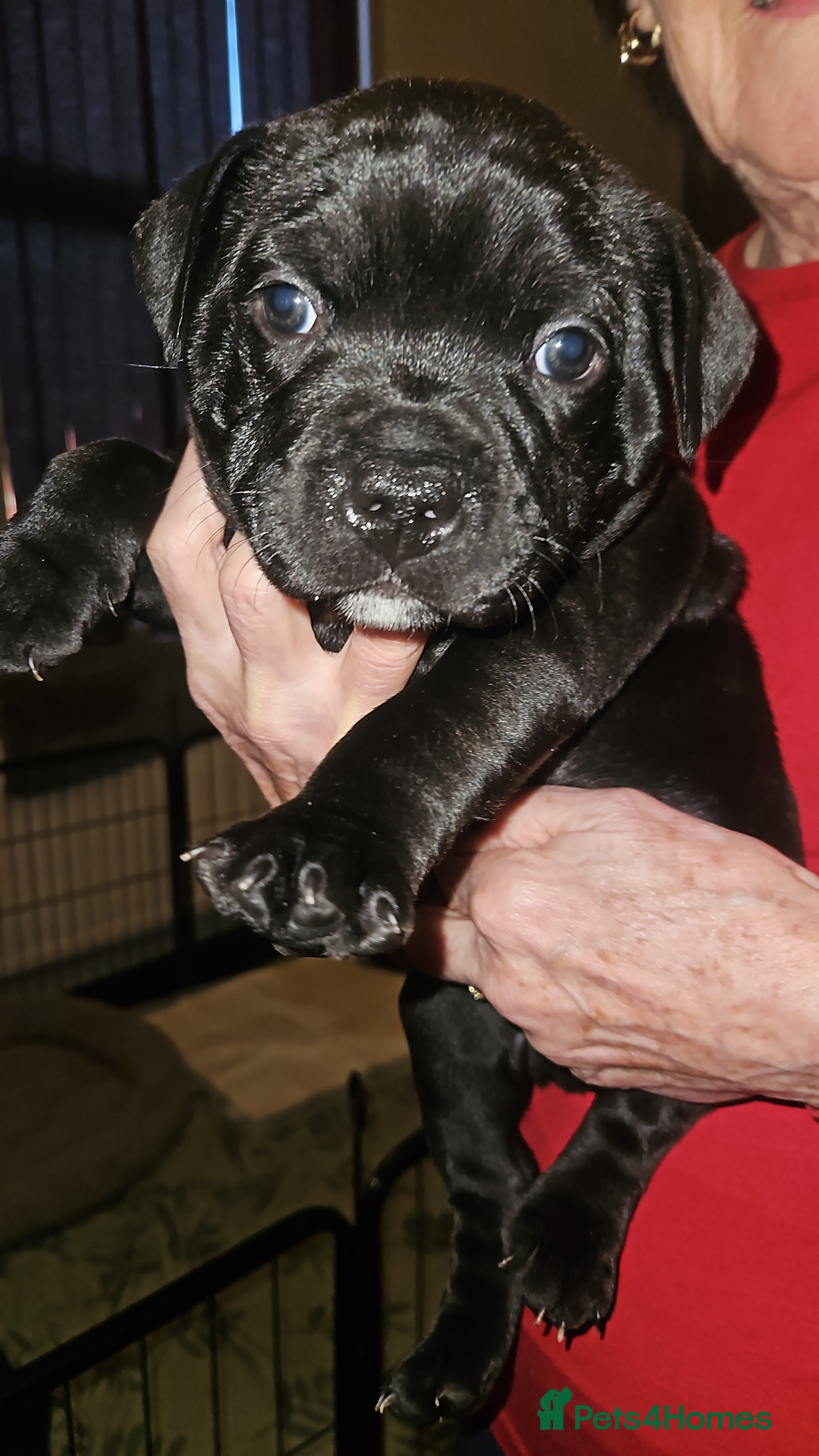 Staffordshire Bull Terrier dogs One quality black boy available 🖤 - Advert 2