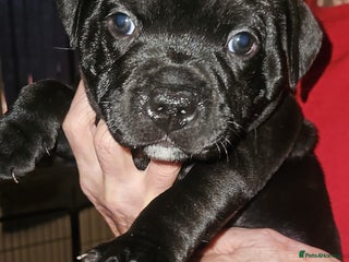 Staffordshire Bull Terrier dogs One quality black boy available 🖤 - Advert 5