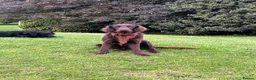 Mixed Breed dogs for sale: *Ready Now!* Golden x Flat coated retriever pups! - Advert 11
