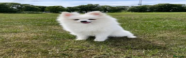 Pomeranian Puppy 1