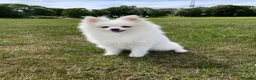 Pomeranian dogs for sale: Stunning little Pomeranian KC white Boy - Advert 9