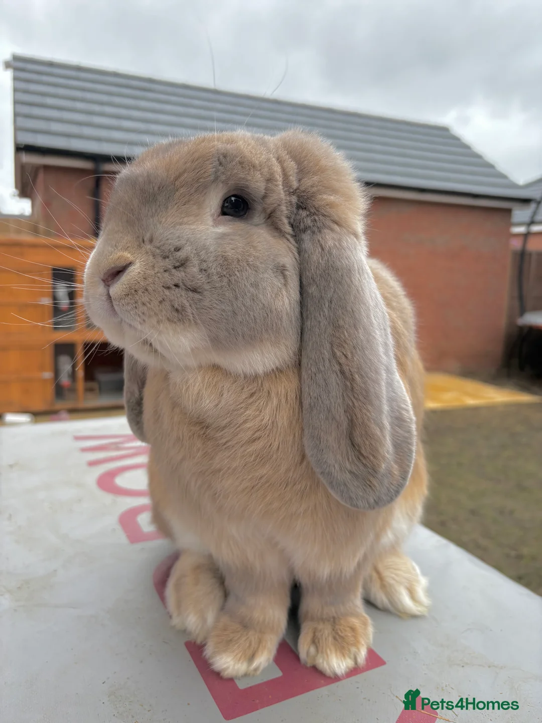 French Lop rabbits for sale: French Lop Fawn Boy Vaccinated 9 months old  - Advert 1