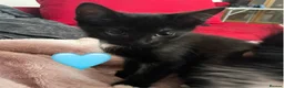 Mixed Breed cats for sale: 😻💚🩵💙🧡💛😻 - Advert 26