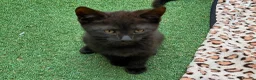 Mixed Breed cats for sale: Kittens for Sale. Ready Now for Loving Homes - Advert 13