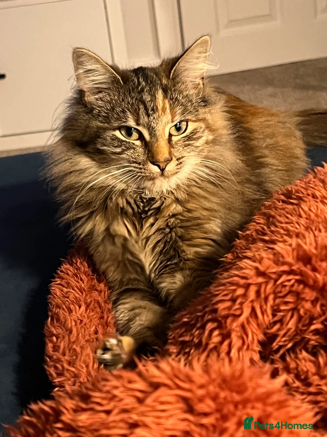 Mixed Breed cats for sale: Two cats for rehoming - Advert 1