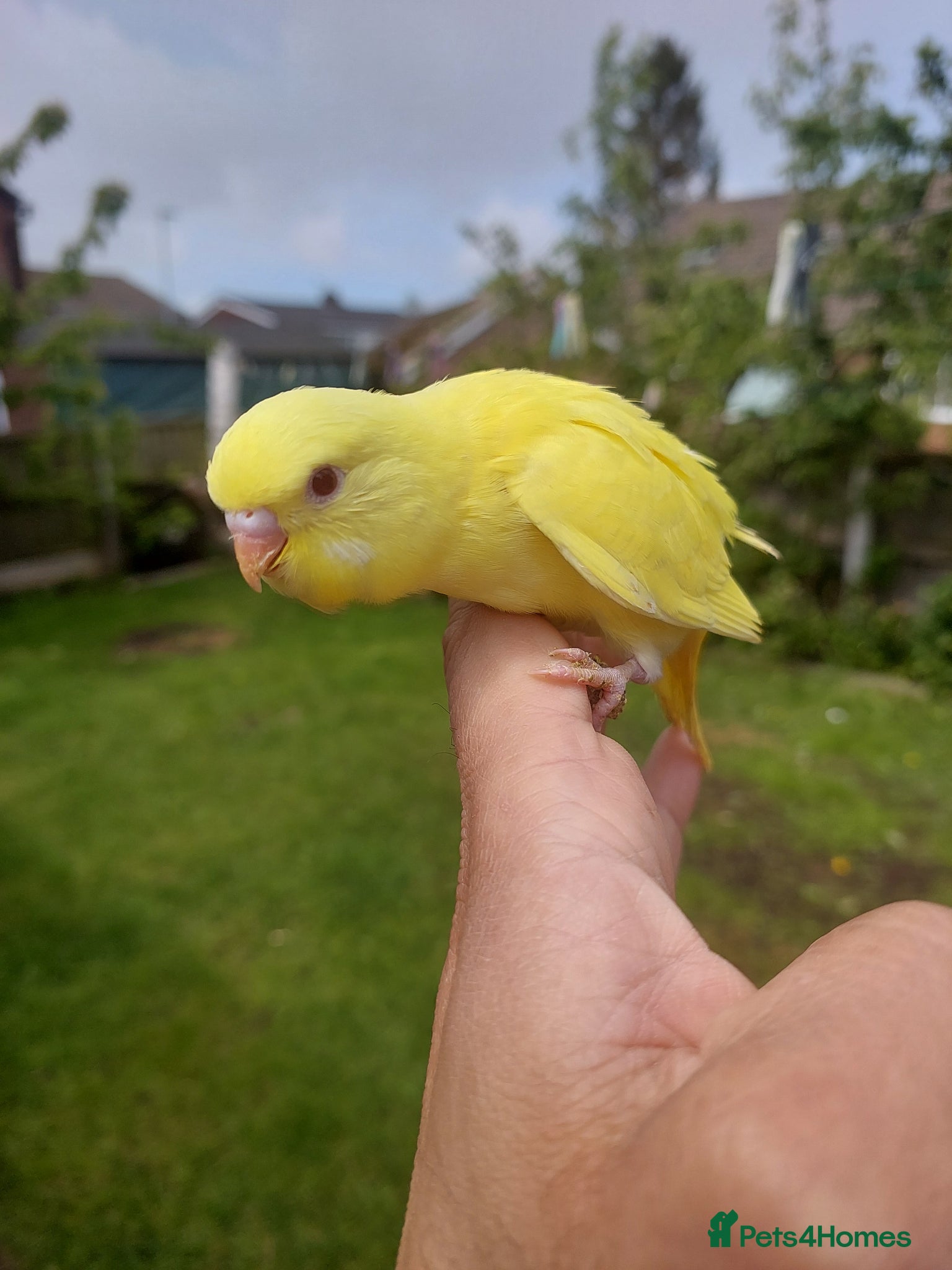 Budgerigars birds Hand reared super tame lutino budgie  - Advert 11