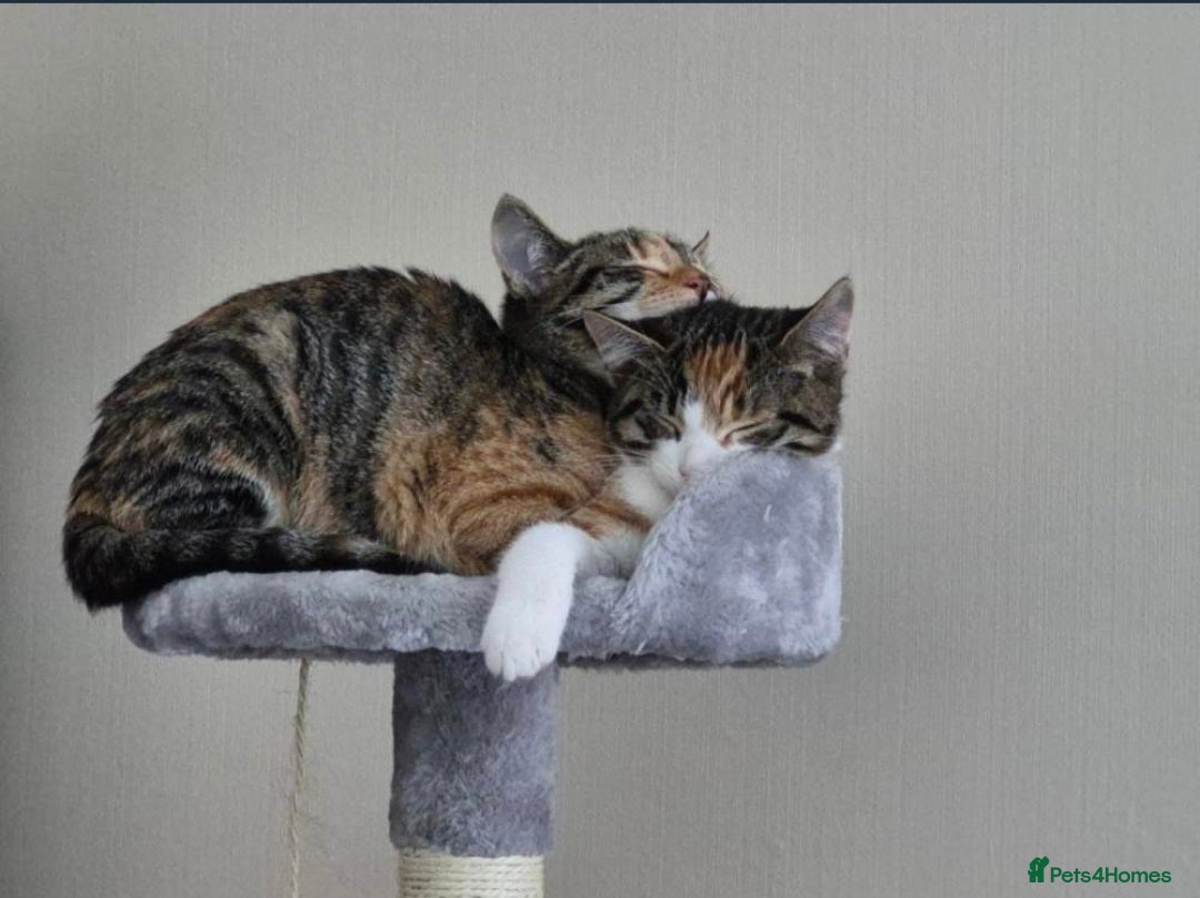Mixed Breed cats Two 8 month old kittens for sale - Advert 1