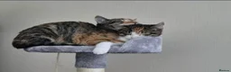 Mixed Breed cats for sale: Two 8 month old kittens for sale in Romford - Advert 1