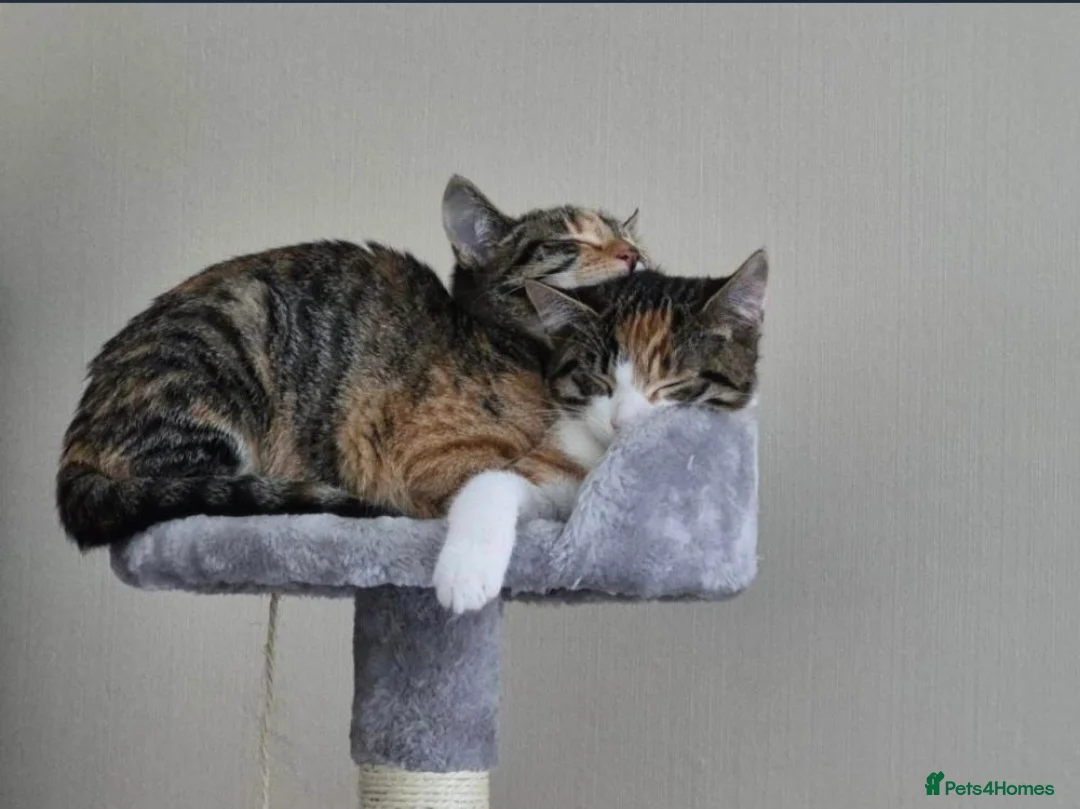 Mixed Breed cats for sale: Two 8 month old kittens for sale in Romford - Advert 1