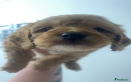 Cockapoo dogs for sale: Health tested cockapoo puppies for sale - Image 10