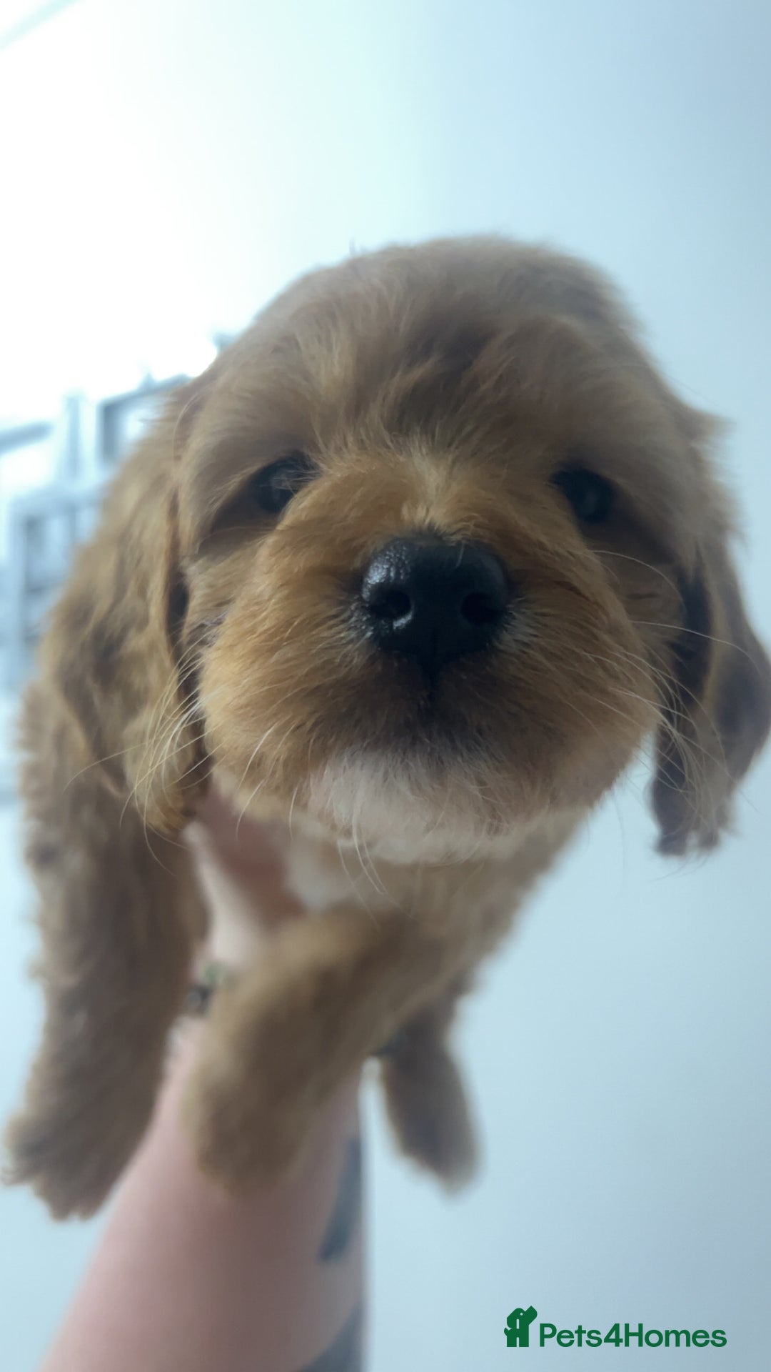 Cockapoo dogs for sale: Health tested cockapoo puppies for sale - Image 10