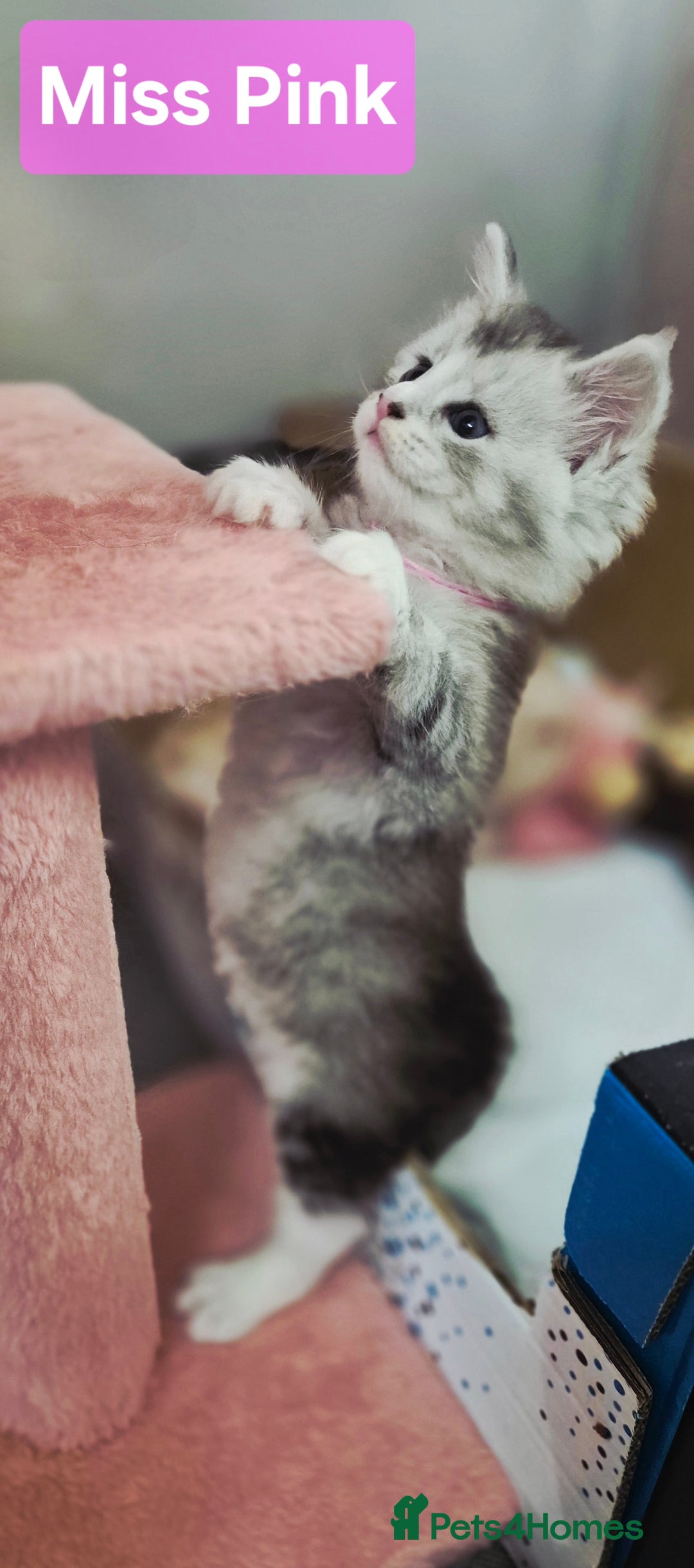 Maine Coon cats for sale: GCCF Pedigree Rare Red Shaded Silver Maine Coons - Advert 16