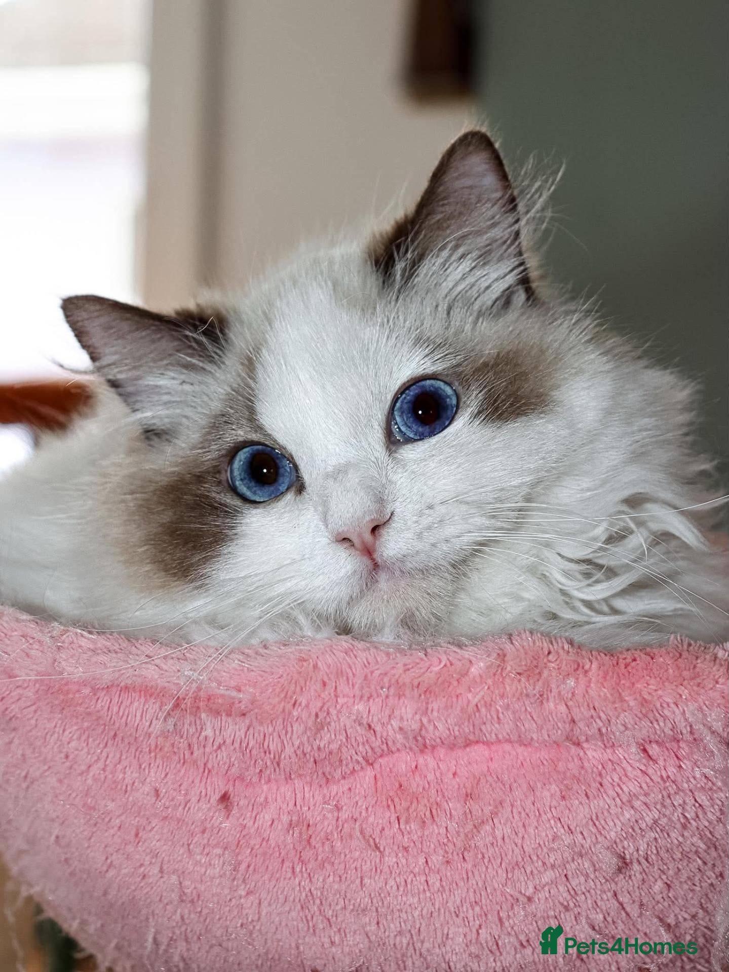 Ragdoll cats Ragdoll kittens - Advert 1