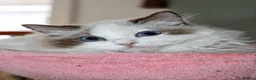 Ragdoll cats for sale: Ragdoll kittens - Advert 1