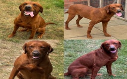 Labrador Retriever dogs for sale: WAITING LIST - KC Reg Dark Fox Red Puppies - Image 3