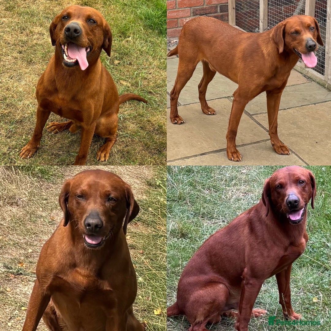 Labrador Retriever dogs for sale: WAITING LIST - KC Reg Dark Fox Red Puppies - Image 3