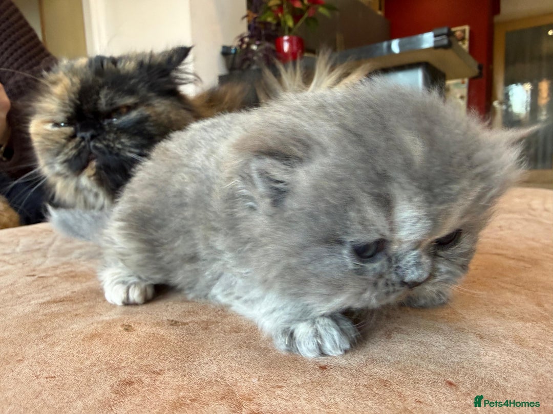 Persian cats for sale: Pedigree Persian Kittens- Rare & Beautiful Colours - Advert 6