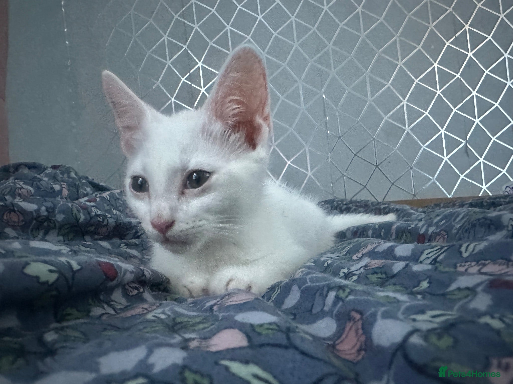 Turkish Angora cats Make Turkish Angora Kitten - Advert 10