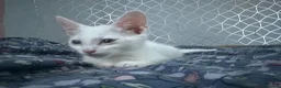 Turkish Angora cats for sale: Make Turkish Angora Kitten - Advert 4