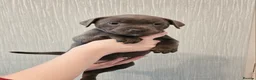 Staffordshire Bull Terrier dogs for sale: Gorgeous staff pups blue - Advert 9