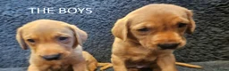 Labrador Retriever dogs for sale: Stunning Red Fox Labs : Health Checked-KC Reg-FTCH - Advert 7