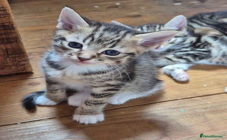 Mixed Breed cats - Advert 3