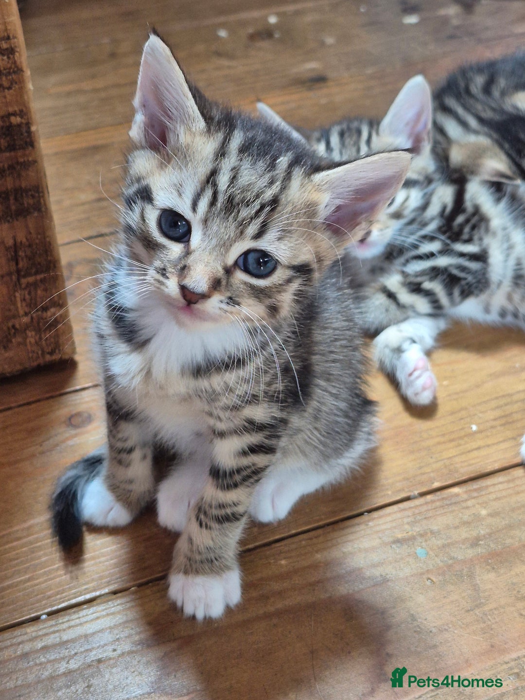Mixed Breed cats for sale: 2 x male kittens - Image 1