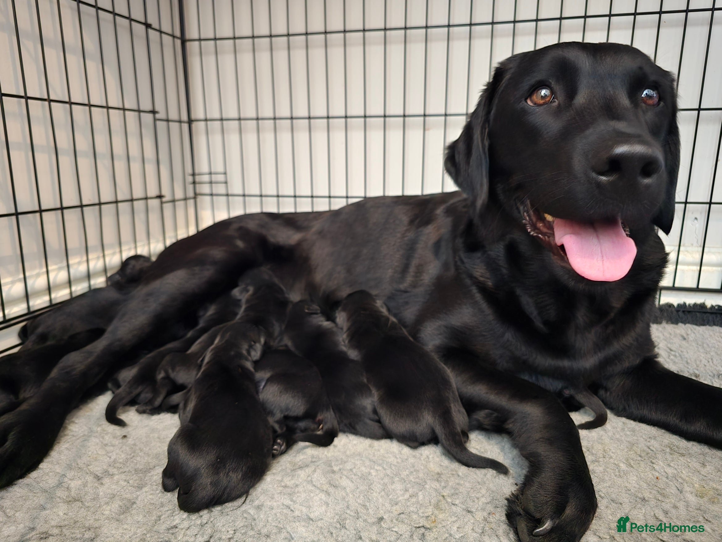 Labrador Retriever dogs One Fab well bred wee boy available (Vigilance) - Advert 2