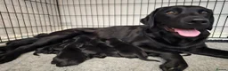Labrador Retriever dogs for sale: One Fab well bred wee boy available (Vigilance) - Advert 2