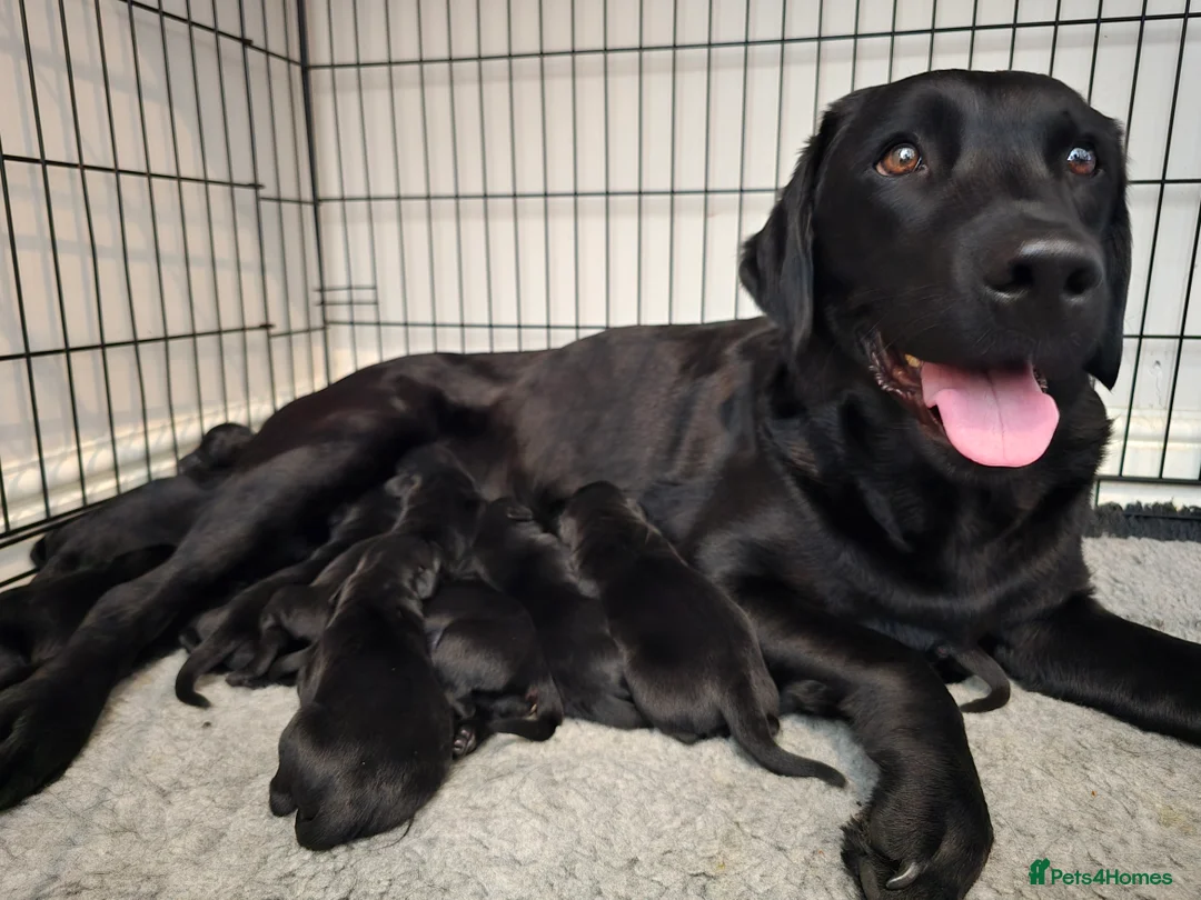 Labrador Retriever dogs for sale: One Fab well bred wee boy available (Vigilance) - Advert 2