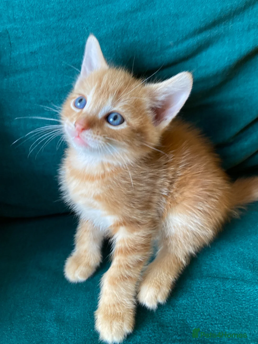 Mixed Breed cats for sale: 6 kittens are ready to go! - Advert 2