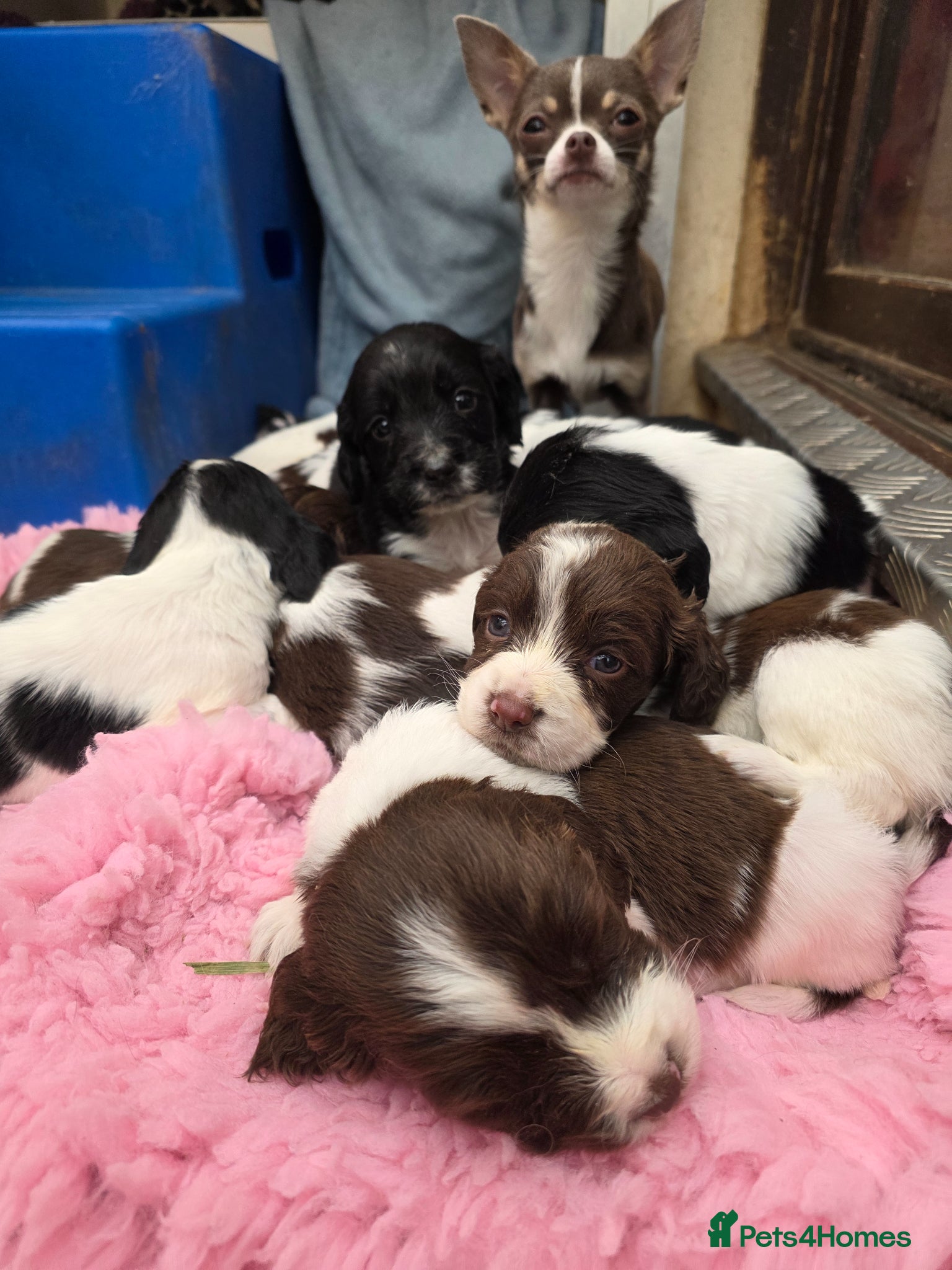 English Springer Spaniel dogs KC Home - Heath tested, Licensed Springer Pups⭐️ - Advert 2